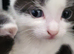 Beautiful kittens