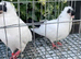 German helmet pigeons