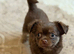 Pomchi puppy