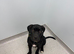 Female cane corso pup