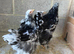 Mottled Brahmas