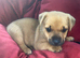 Jack Russell/Yorkshire terrier puppy&rsquo;s