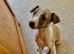 Laguna whippet lovely little girl puppy is going cause of a break up