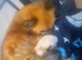 Pomchi boy