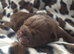 Stunning DWKC Registered English Bulldog Puppies – Ready October