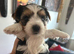 Biewer Yorkshire Terrier puppies for sale