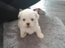 Ready to leave 5 lovely and playful shih tzu puppies
