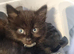 Kittens for sale