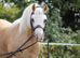 TOP QUALITY LEADREIN / FIRST RIDDEN SHOW PONY