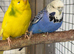 Bonded Pair Male Female Budgies