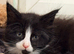 6 Beautiful full pedigree TICA registered Maine Coon kittens