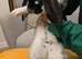 French Lop Boys