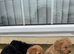 Lovely Cavapoos
