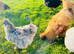 HATCHING EGGS, RIR,FCM, CLB, Light Sussex, Silkies, Collect Anglesey