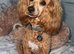 Miniature poodle female