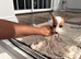 Handsome boy Jack Russel puppy Dash