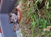 Chinease Painted Quail