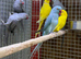 Ring neck parrot