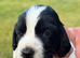 Beautiful Sprocker Puppies from Kc reg parents