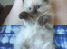 Ragdoll kittens