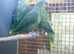Orange winged amazon