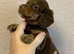 Just one very cute long coat miniature dachshund left