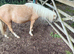 Beautiful palomino filly
