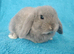 Selection of mini lop babies available
