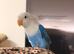 Beautiful Lovebirds for Sale