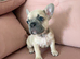 Stunning French Bulldogs