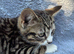Gorgeous boy kittens