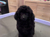 Gorgeous Girl Kc Toy Poodle Puppy for Sale