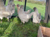 Cream Legbar Hatching Eggs