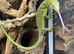 1.1 yellow tree monitor pair