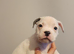 Chunky American Bulldog x English Bulldog x Staffy Puppies