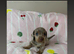 Miniature dachshund puppies
