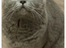 British shorthair lilac boy