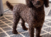 STUD!! Kc chocolate toy poodle