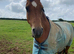 16hh Trakehner x Arab 16yr Gelding for loan only