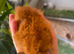 Peruvian, Sheltie & Alpaca baby boars