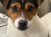 Jack Russell dog