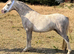3 year old gelding