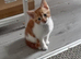 7 beautiful fun loving kittens looking for their forever loving home