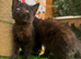 SEMI LONG HAIRED MALE KITTENS