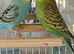Pair of young budgies