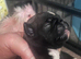 Stunning KC registered pug puppies