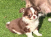 Chihuahua tiny girl from health tested mum