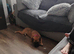 Dogue de Bordeaux x