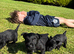 Scottish terrier puppies KC