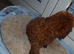 Cockapoo puppies